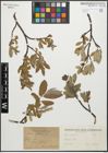 Foto von Salix glauca L.